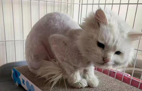遇到一只流浪田园猫,看清模样后十分吃惊:这猫都有人丢吗? 遇到一只流浪田园猫,看清模样后十分吃惊:这猫都有人丢吗?