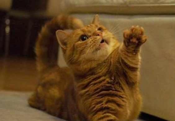 主人嫌橘猫太胖不给零食,当它使出“绝招”,网友:别反抗了! 主人嫌橘猫太胖不给零食,当它使出“绝招”,网友:别反抗了!