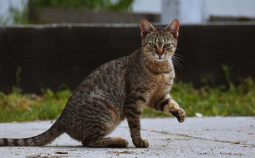 TNR 能控制流浪猫的数量吗？