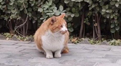 流浪橘猫初来乍到，两只宠物猫不让它进门，橘猫一架确立家庭地位 
