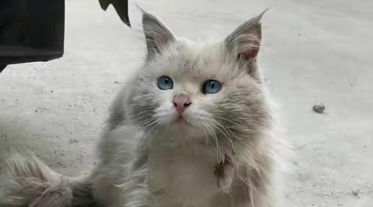 遇到一只流浪田园猫,看清模样后十分吃惊:这猫都有人丢吗? 遇到一只流浪田园猫,看清模样后十分吃惊:这猫都有人丢吗?