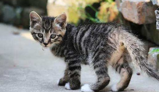 遇到流浪的狮子猫一定要抓回家