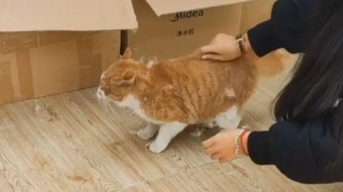 流浪橘猫初来乍到，两只宠物猫不让它进门，橘猫一架确立家庭地位 