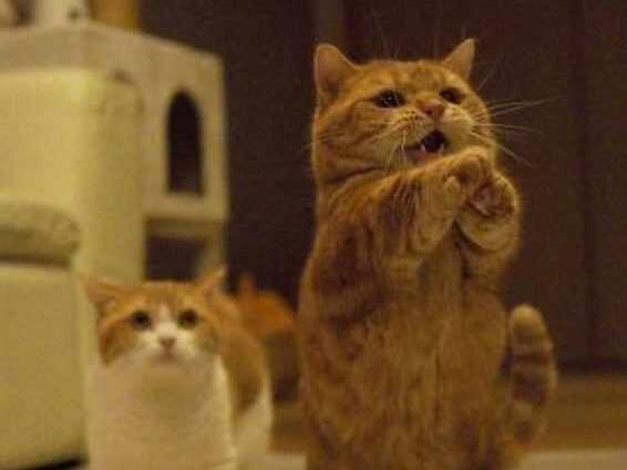 主人嫌橘猫太胖不给零食,当它使出“绝招”,网友:别反抗了! 主人嫌橘猫太胖不给零食,当它使出“绝招”,网友:别反抗了!