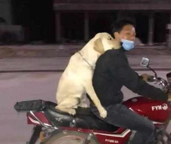 主人携爱犬共同下班,骑着摩托将狗狗放后座,狗狗含笑抱紧主人! 主人携爱犬共同下班,骑着摩托将狗狗放后座,狗狗含笑抱紧主人!