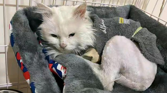 遇到一只流浪田园猫,看清模样后十分吃惊:这猫都有人丢吗? 遇到一只流浪田园猫,看清模样后十分吃惊:这猫都有人丢吗?
