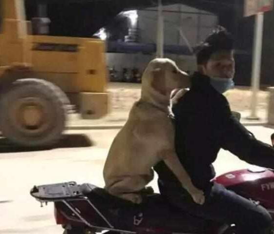 主人携爱犬共同下班，骑着摩托将狗狗放后座，狗狗含笑抱紧主人！