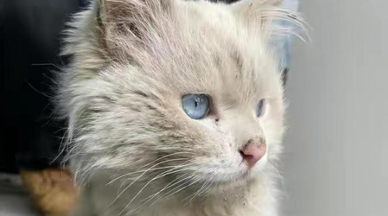 遇到一只流浪田园猫,看清模样后十分吃惊:这猫都有人丢吗? 遇到一只流浪田园猫,看清模样后十分吃惊:这猫都有人丢吗?