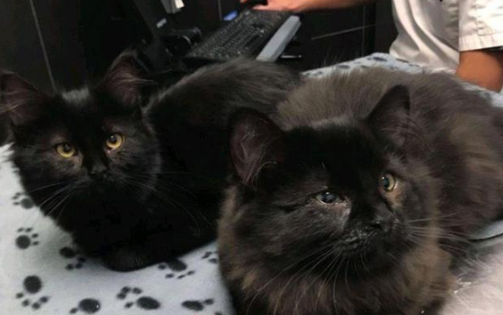 黑猫初来乍到就跟女孩进屋，试探几天后，却带着6个孩子来投奔！ 