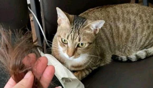 猫咪被小姐姐堵在墙角，看你下次还敢不敢！猫：本喵又不是故意的 