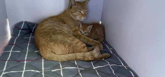 流浪橘猫受大叔恩惠,他随口说想见小猫,猫妈隔天真带来4个孩子 流浪橘猫受大叔恩惠,他随口说想见小猫,猫妈隔天真带来4个孩子