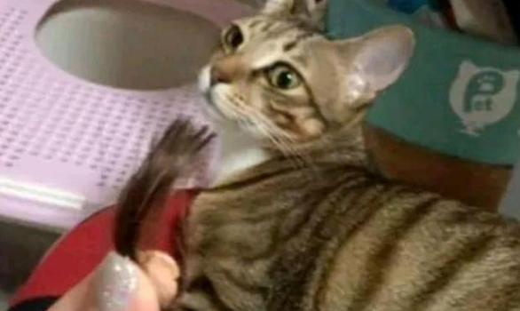 猫咪被小姐姐堵在墙角，看你下次还敢不敢！猫：本喵又不是故意的 