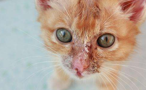 猫咪猫癣治疗干货 小猫15天的时候发现了一块猫癣 先开始不知道猫癣是什么