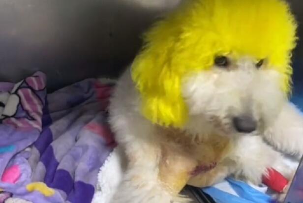 佛具店里经常挨揍的巨型贵宾犬，因尿了主人店里的祭品，竟被它的主人连捅两刀