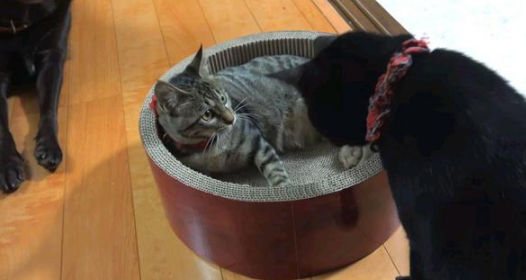 你还记得那只被裹“面包糠”的小猫吗？它长大啦，还收了个小弟！ 