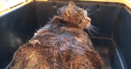 胖狸花猫重约30斤，被主人宠溺7年后遭弃，主人：我不喜欢肥猫！