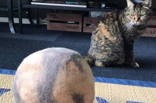 网友下班发现楼下聚着人,望上去才发现是自家的猫在招人:来接你 网友下班发现楼下聚着人,望上去才发现是自家的猫在招人:来接你