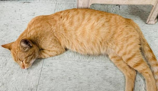 流浪橘猫受大叔恩惠,他随口说想见小猫,猫妈隔天真带来4个孩子 流浪橘猫受大叔恩惠,他随口说想见小猫,猫妈隔天真带来4个孩子