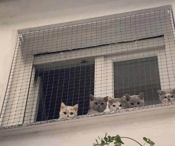 网友下班发现楼下聚着人,望上去才发现是自家的猫在招人:来接你 网友下班发现楼下聚着人,望上去才发现是自家的猫在招人:来接你