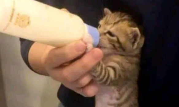 猫咪被小姐姐堵在墙角，看你下次还敢不敢！猫：本喵又不是故意的