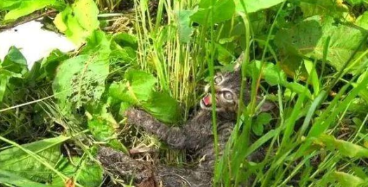 你还记得那只被裹“面包糠”的小猫吗？它长大啦，还收了个小弟！