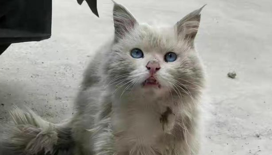 遇到一只流浪田园猫，看清模样后十分吃惊：这猫都有人丢吗？