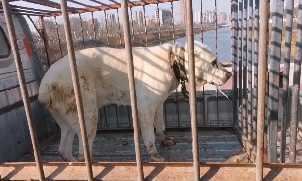 重病中亚牧羊犬现身狗市,狗贩买下后又反悔,狗主怒道:走!拉回家杀了! 重病中亚牧羊犬现身狗市,狗贩买下后又反悔,狗主怒道:走!拉回家杀了!