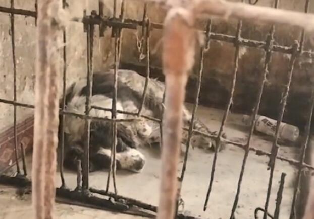 狗肉馆里与死神擦肩而过的一对狗狗，只能彼此安慰，获救时已被吓得不敢动