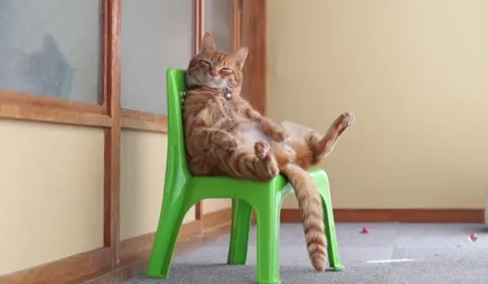 主人带着猫咪去献血，猫咪的反应把医生逗的大笑不止