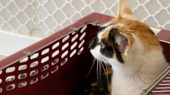 猫妈带俩娃偷盗被抓,身上又没钱,男子:留下2只小猫抵债吧! 猫妈带俩娃偷盗被抓,身上又没钱,男子:留下2只小猫抵债吧!