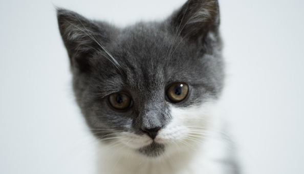 流浪猫妈叼走三只小猫遗弃一只,背后原因让人心碎 流浪猫妈叼走三只小猫遗弃一只,背后原因让人心碎