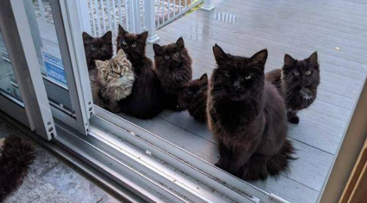 黑猫初来乍到就跟女孩进屋，试探几天后，却带着6个孩子来投奔！ 