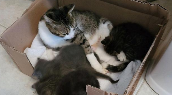 机智流浪猫骗男子收养,自己先安顿好了,再偷偷送上4个娃 机智流浪猫骗男子收养,自己先安顿好了,再偷偷送上4个娃