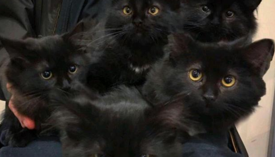 黑猫初来乍到就跟女孩进屋，试探几天后，却带着6个孩子来投奔！ 