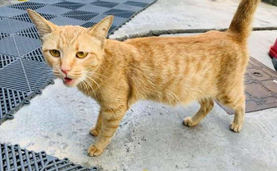 流浪橘猫受大叔恩惠,他随口说想见小猫,猫妈隔天真带来4个孩子 流浪橘猫受大叔恩惠,他随口说想见小猫,猫妈隔天真带来4个孩子