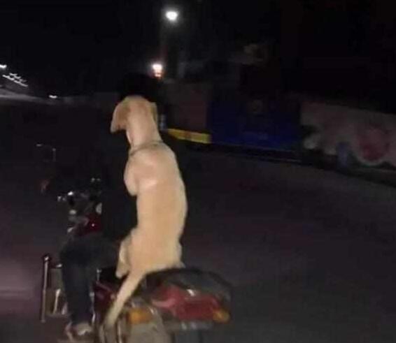 主人携爱犬共同下班,骑着摩托将狗狗放后座,狗狗含笑抱紧主人! 主人携爱犬共同下班,骑着摩托将狗狗放后座,狗狗含笑抱紧主人!