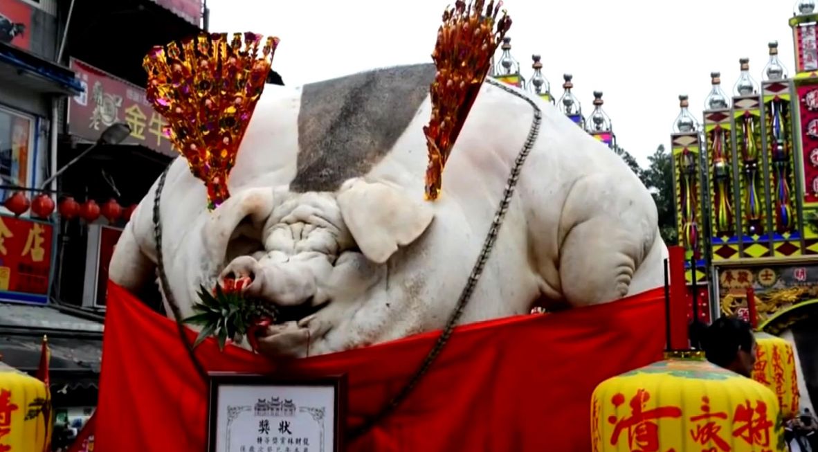 米猪会攻击人吗-米猪能活多少年-米猪吃什么_问答