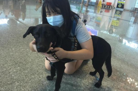 狗狗被勒脖子已休克，女孩不听爸的规劝非要救，带它旅行已有三年