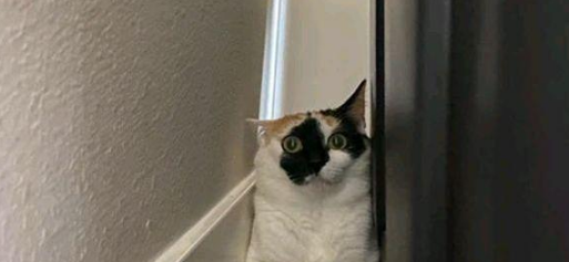 猫妈带俩娃偷盗被抓,身上又没钱,男子:留下2只小猫抵债吧! 猫妈带俩娃偷盗被抓,身上又没钱,男子:留下2只小猫抵债吧!