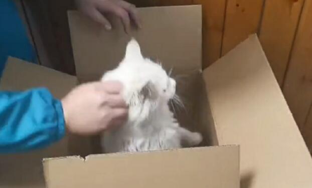 漂亮流浪猫背后却莫名有道伤，小哥：当你需要的时候，我们就是你们的守护