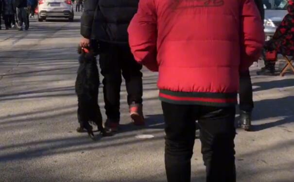 大哥狗市卖咬人的狗,不料狗狗竟咬伤自己娃,一怒之下大哥将狗打残扔上狗肉车 大哥狗市卖咬人的狗,不料狗狗竟咬伤自己娃,一怒之下大哥将狗打残扔上狗肉车
