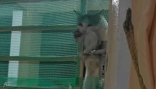 流浪猫失踪两月后，叼只小猫当“礼物”感谢好人，不收它还生气！