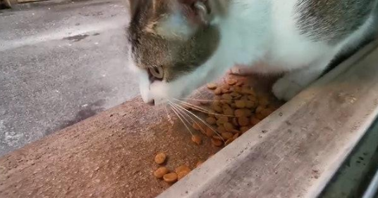 流浪猫失踪两月后，叼只小猫当“礼物”感谢好人，不收它还生气！