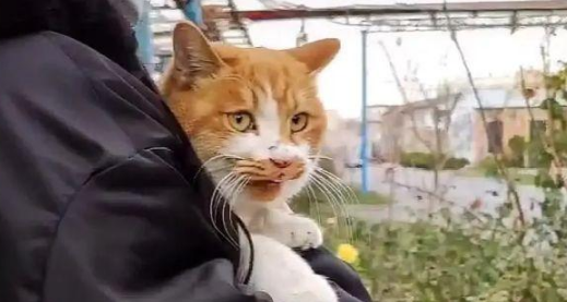 流浪橘猫初来乍到，两只宠物猫不让它进门，橘猫一架确立家庭地位 