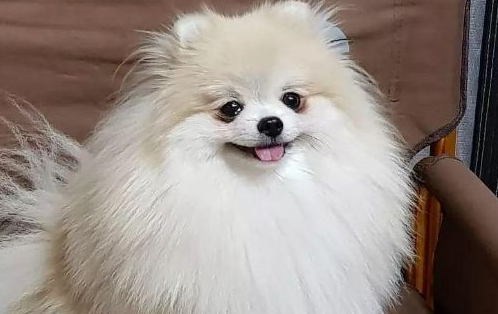 “能讲一下你从一群小狗中选择我的故事吗?” “也许是你选择的我吧