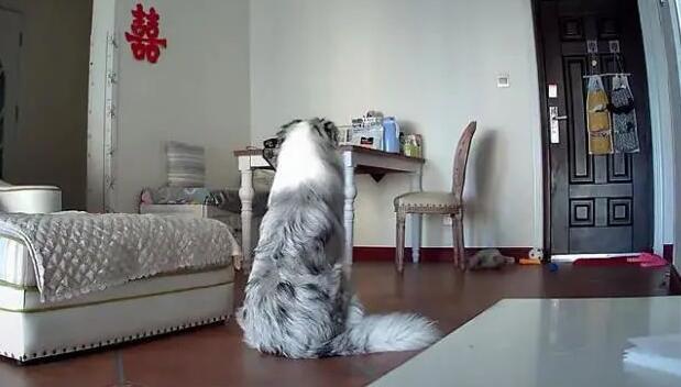 主人不放心狗狗独自在家，打开监控后，里面的画面把他给看哭了！