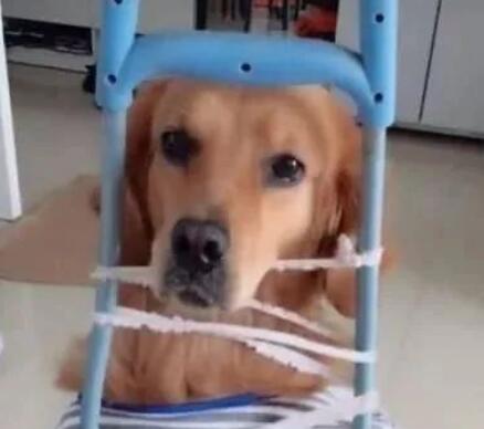 金毛犯错被主人绑成囚犯,吓得一脸惊恐,汪知道错了快放开我 金毛犯错被主人绑成囚犯,吓得一脸惊恐,汪知道错了快放开我