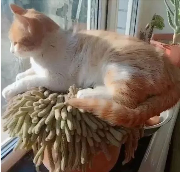 大黄猫为晒太阳取暖，竟躺在仙人指上，完全不顾自己的身体！