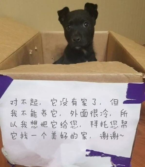 可怜狗狗被弃校门口纸箱内,箱上纸条解释原因,读完后感动又无奈 可怜狗狗被弃校门口纸箱内,箱上纸条解释原因,读完后感动又无奈