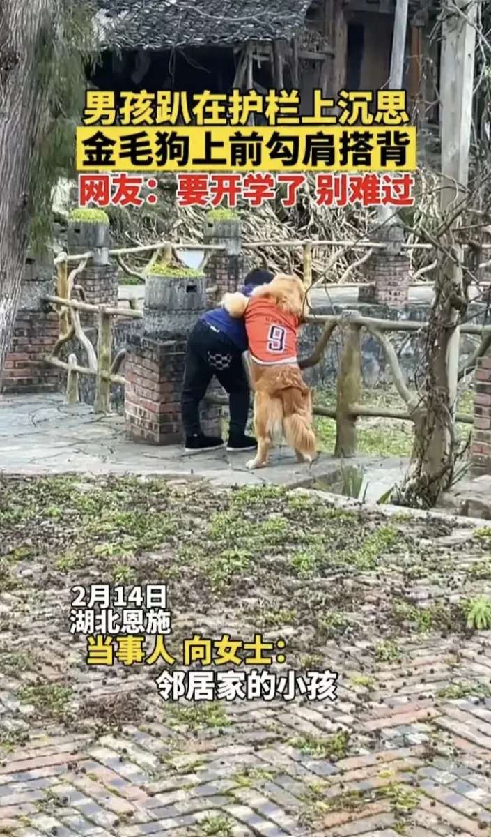 这只金毛犬的手臂搭在小男孩肩上,它不咬小男孩吗。 这只金毛犬的手臂搭在小男孩肩上,它不咬小男孩吗。